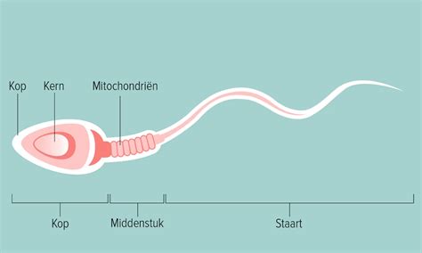 Sperma: alles wat je wil weten over de mannelijke zaadcel